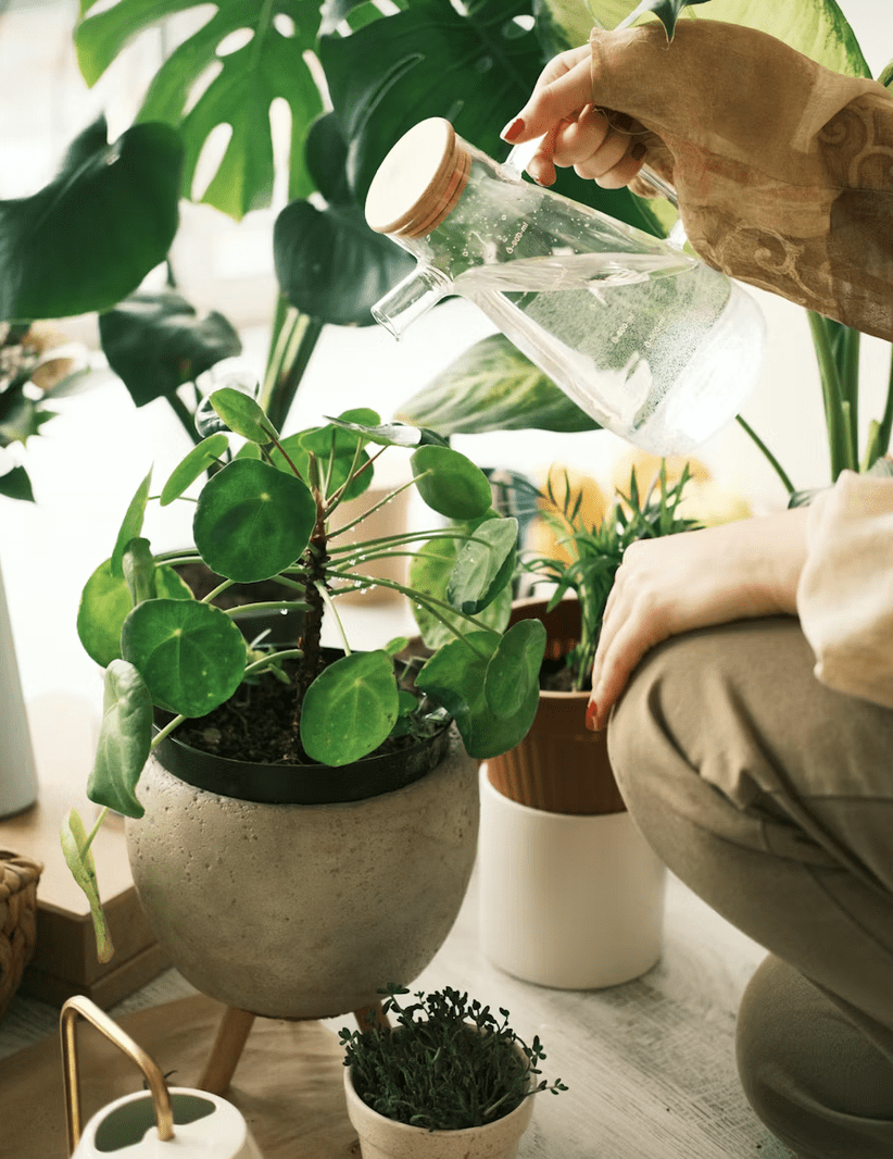 Piante per ogni stanza: come scegliere quella giusta per la tua casa